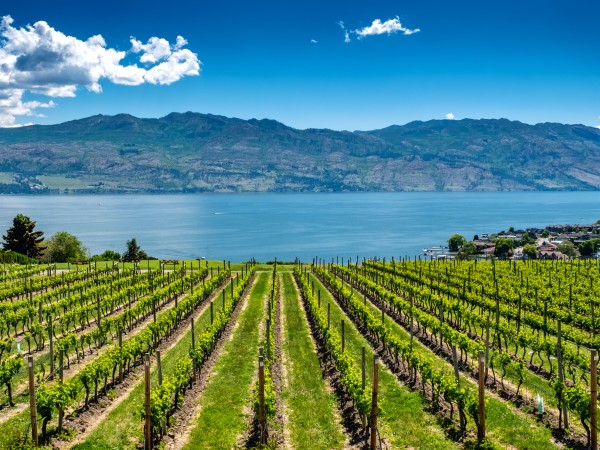 Green vineyard with lake and rolling mountains on a blue sunny day
