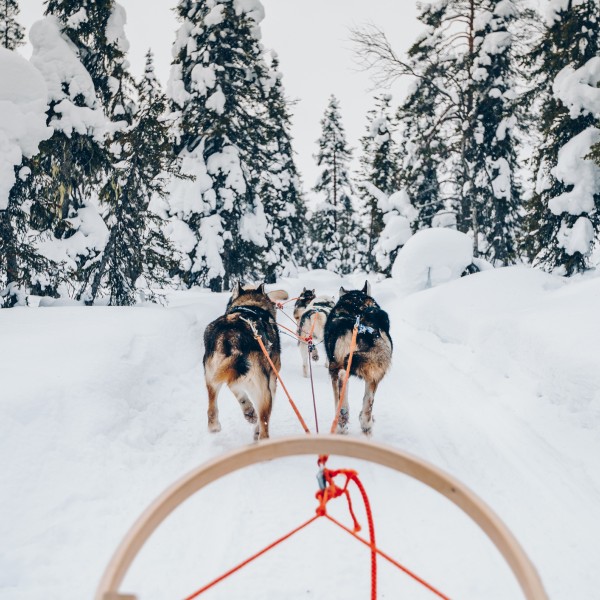 Activity - dog sledding