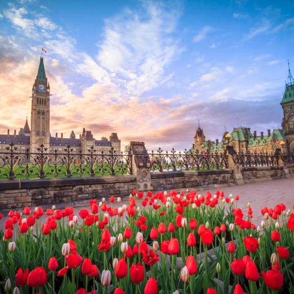 Ottawa's parliament buildings with red tulips in the foreground