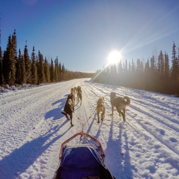Activity - dog sledding