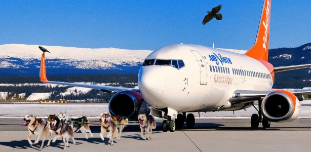 Air North Boeing 737 being towed by a dog team while ravens supervise