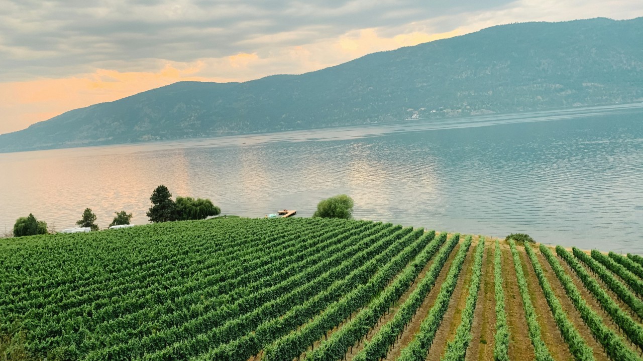 Kelowna winery by Kolby Milton Unsplash